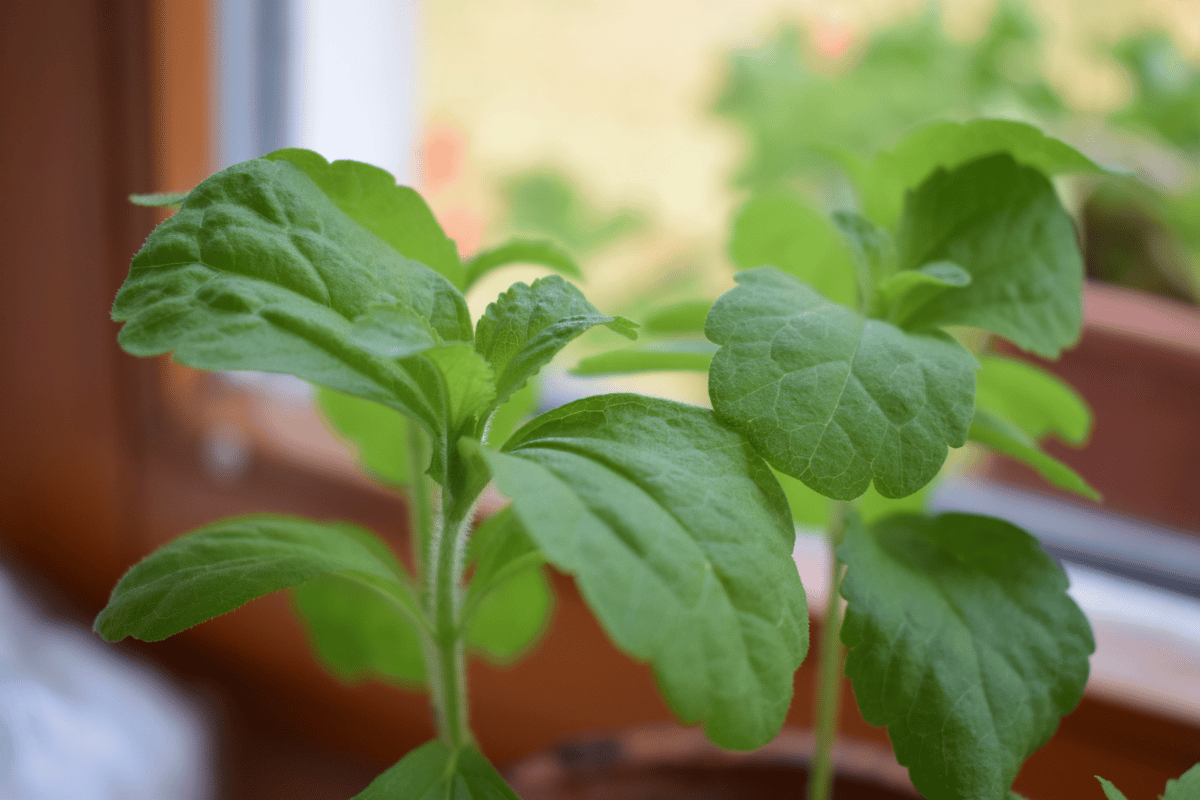 plantas aromáticas