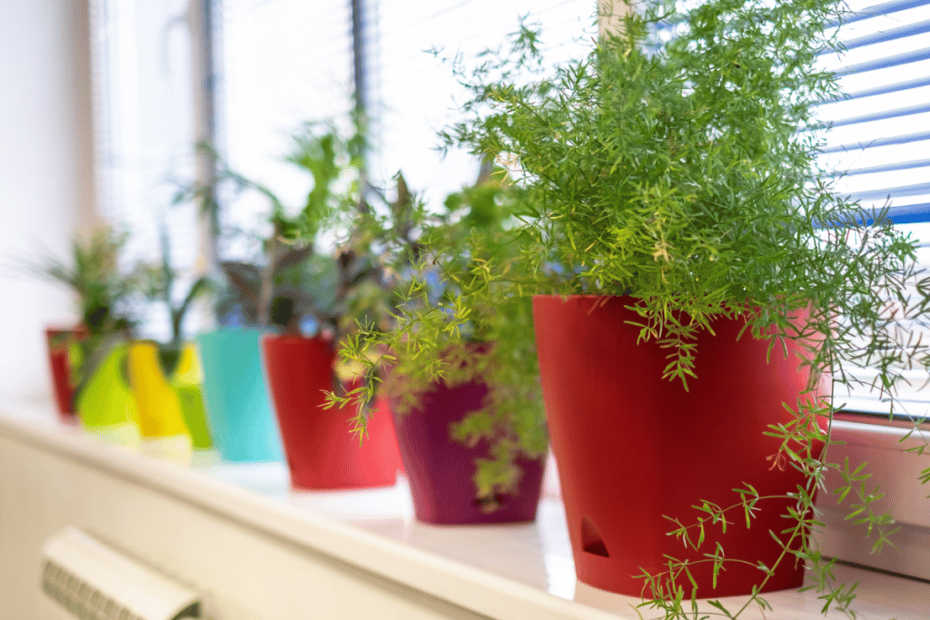 plantas na decoração