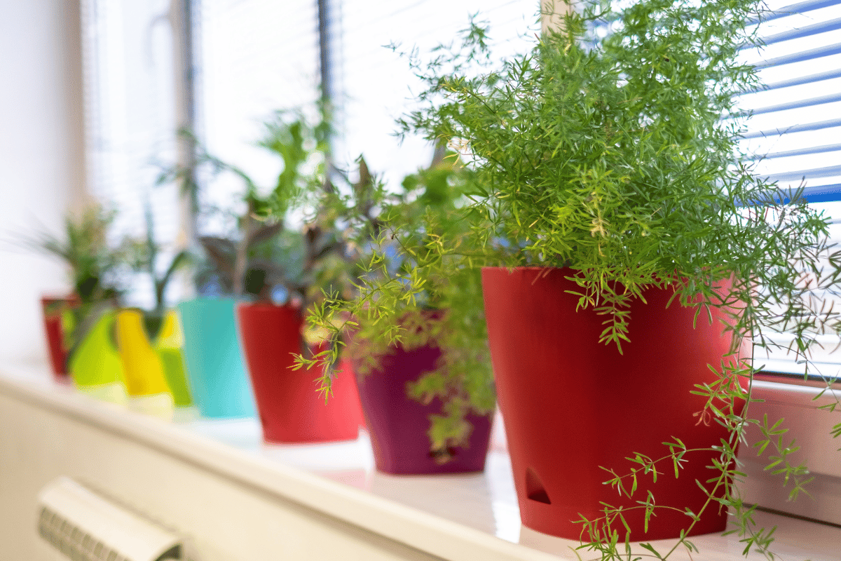plantas na decoração