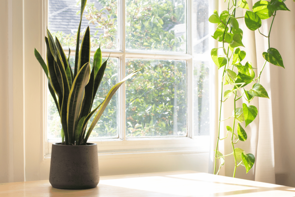 plantas para calor