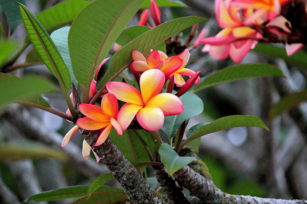 plantas que gostam de sol