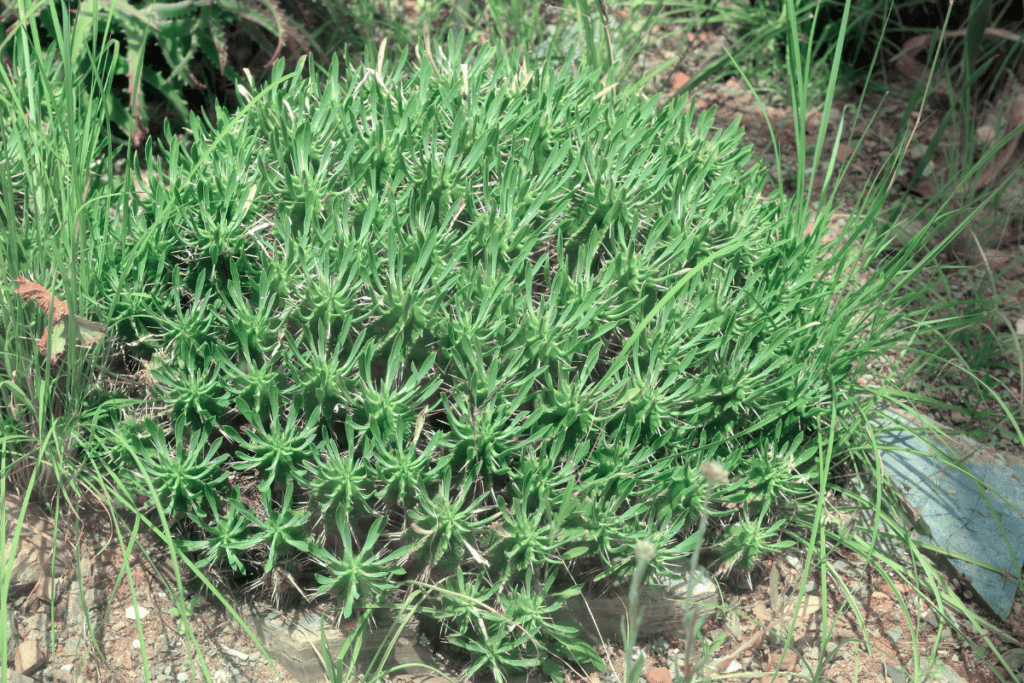 suculentas venenosas