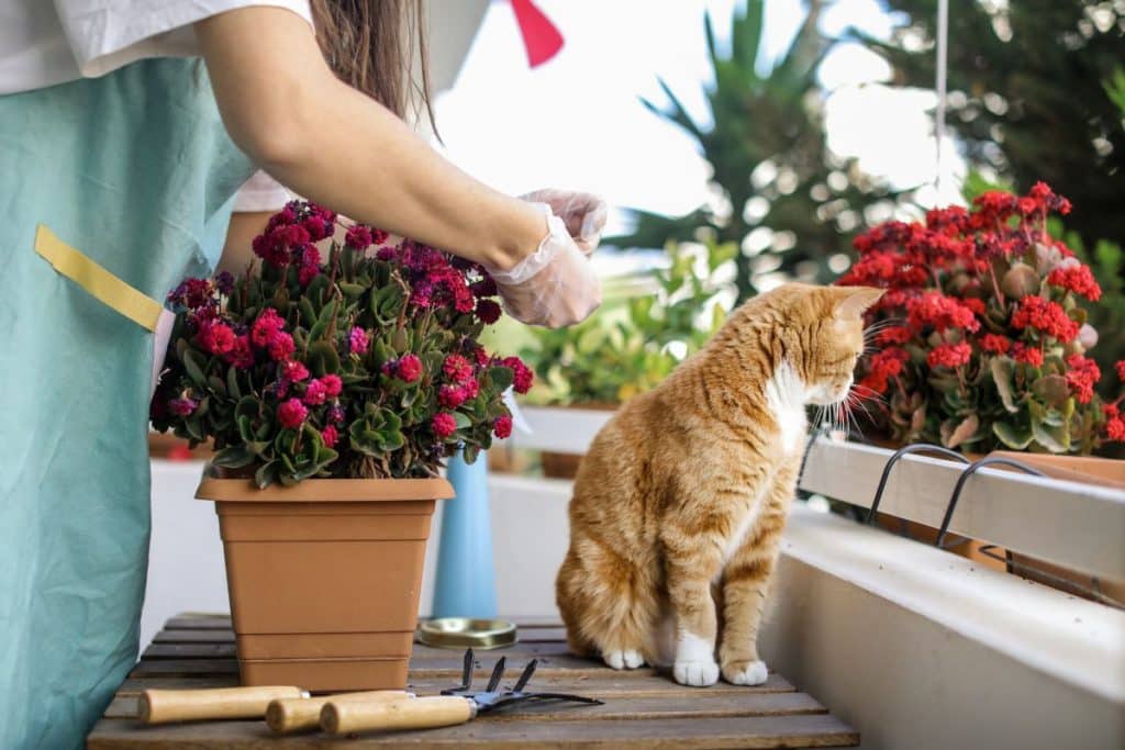 decoração da varanda com flores