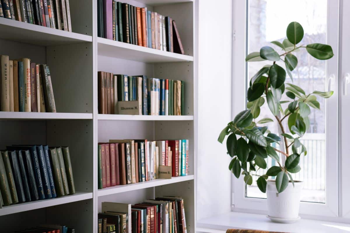 Organizar livros na decoração