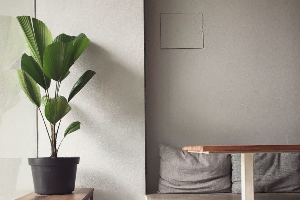 plantas para decorar a casa