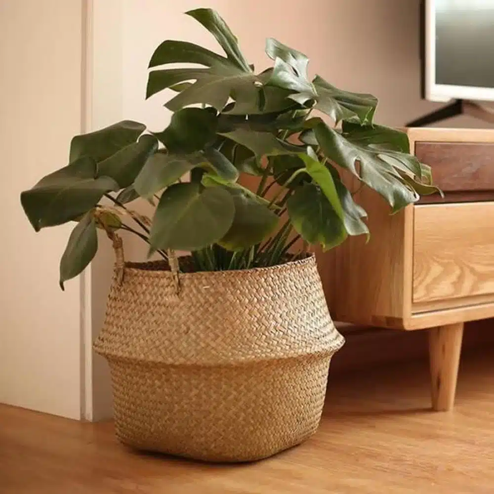 cesta de vime para planta