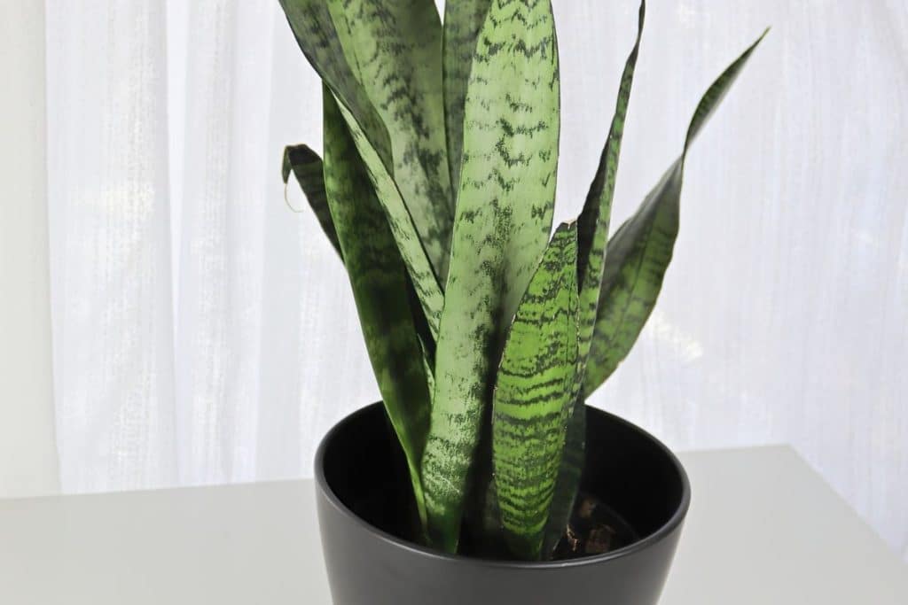 cultivar na água