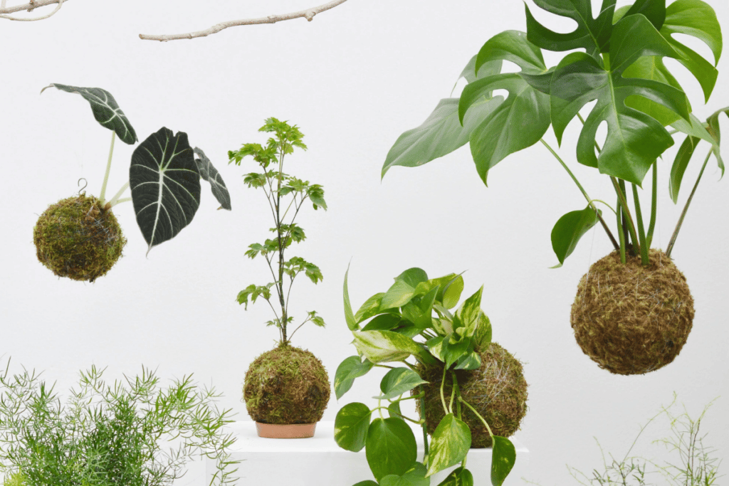 kokedama