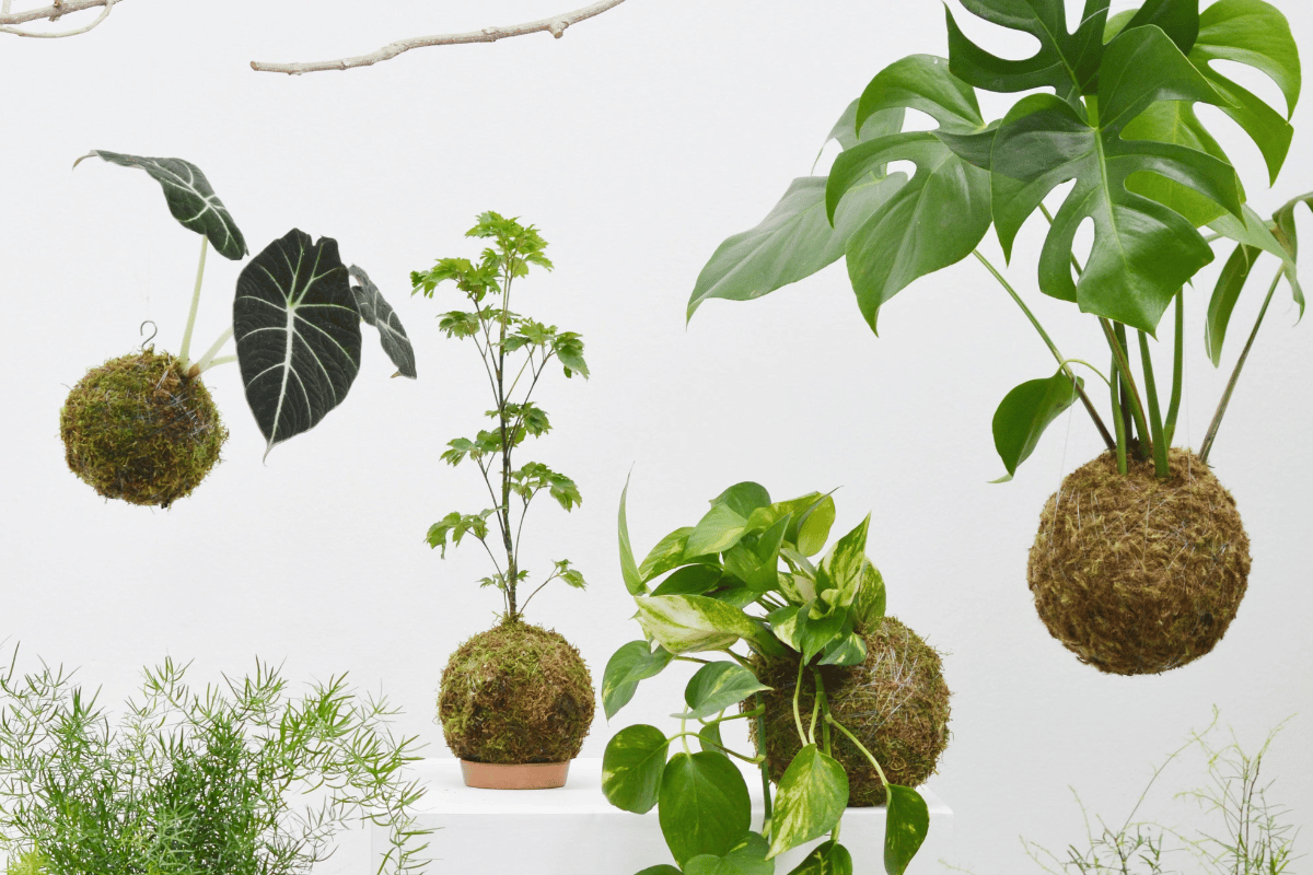 kokedama