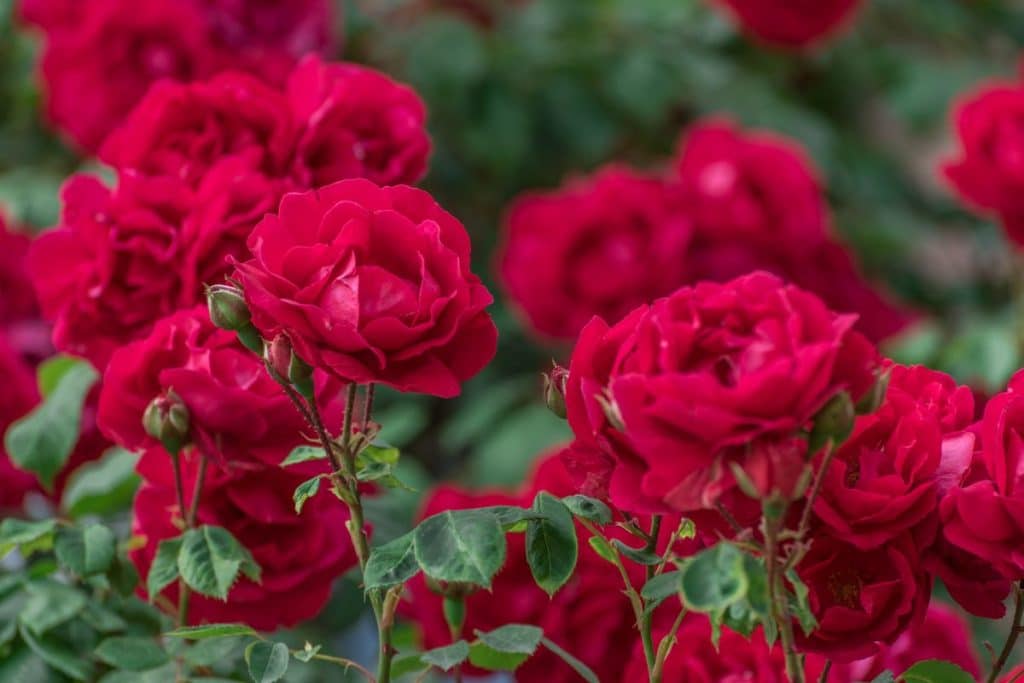 plantar rosas