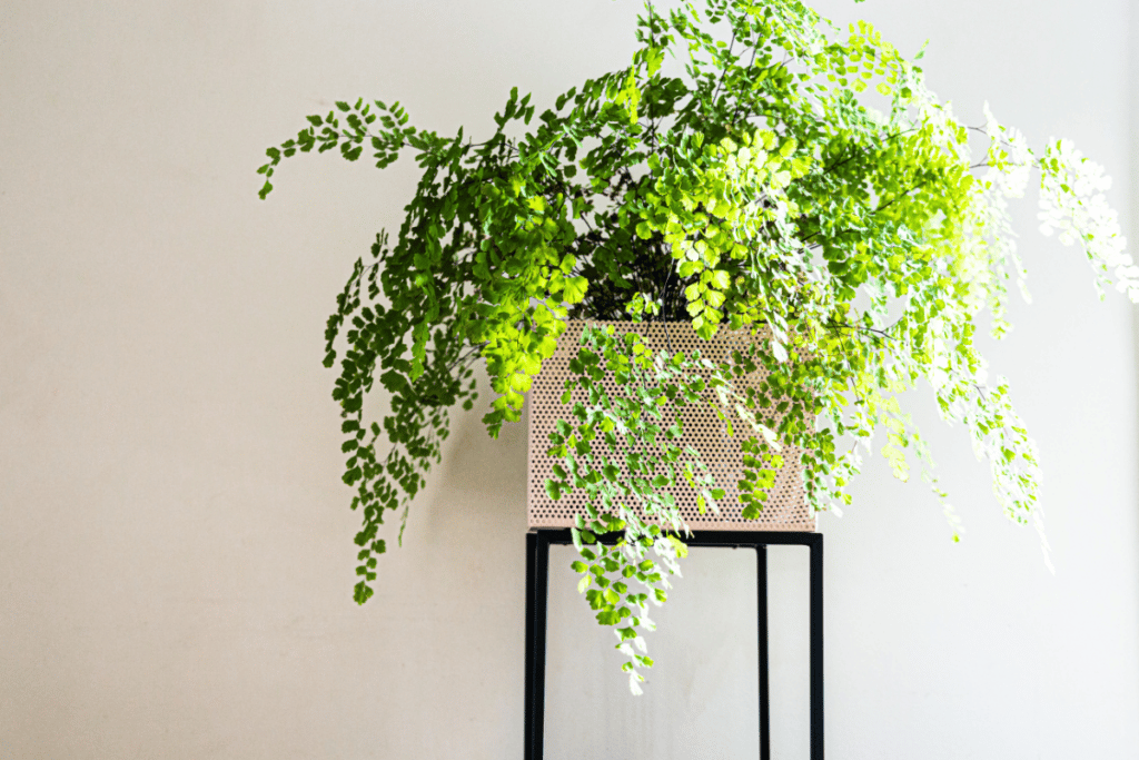 plantas fáceis de cuidar