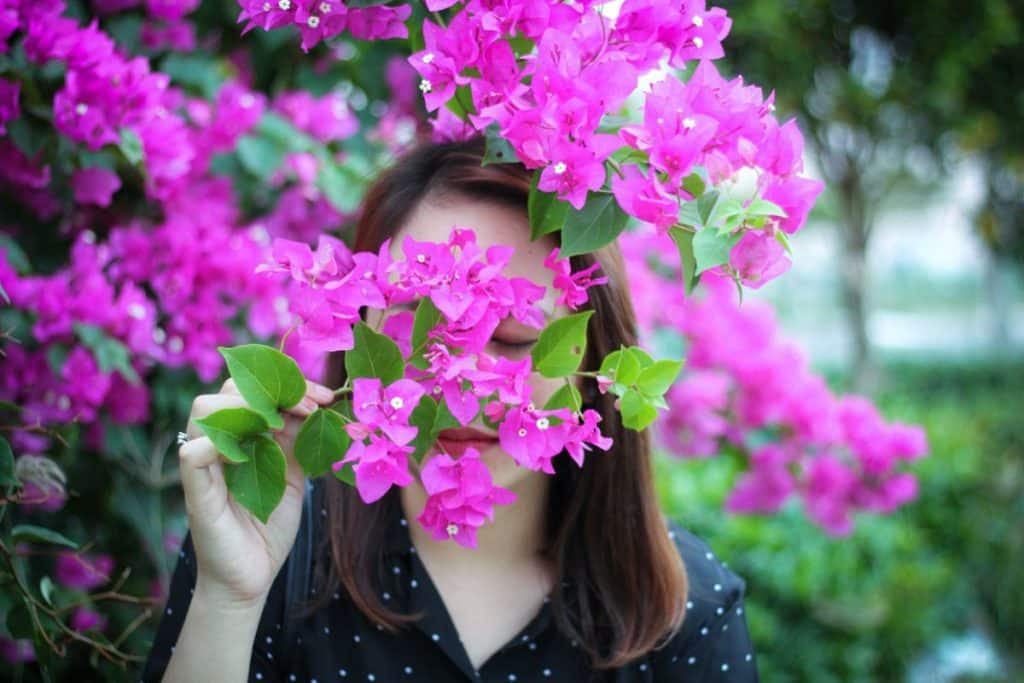 plantas que florescem