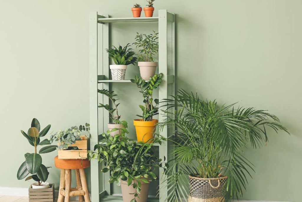 Decoração com plantas para iniciantes