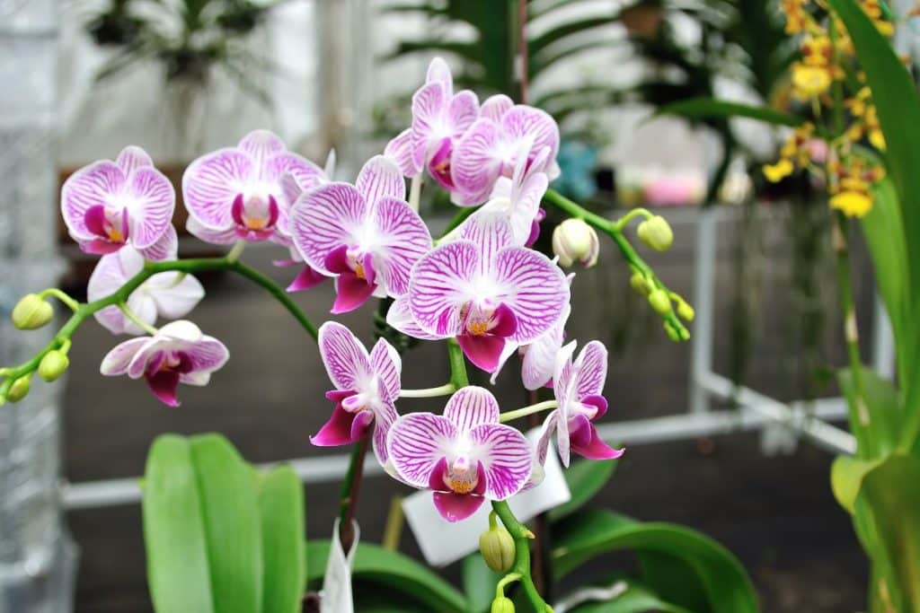 Orquídea na decoração da casa