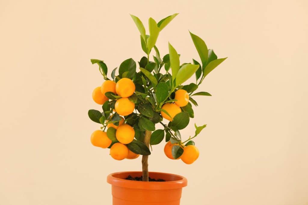 Plantas frutíferas em casa