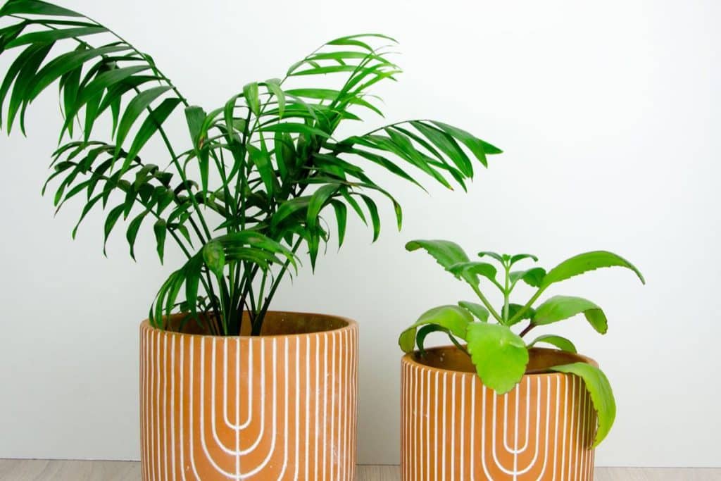 cachepôs para plantas