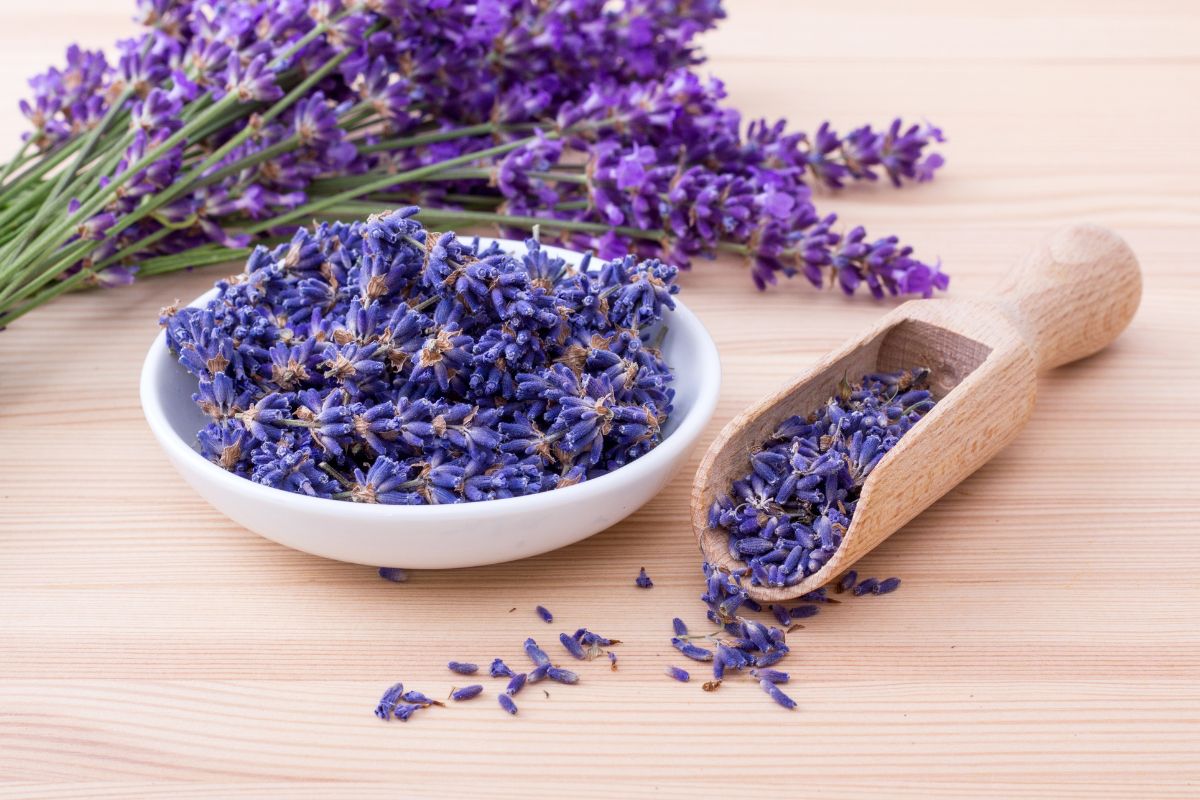 lavanda em casa