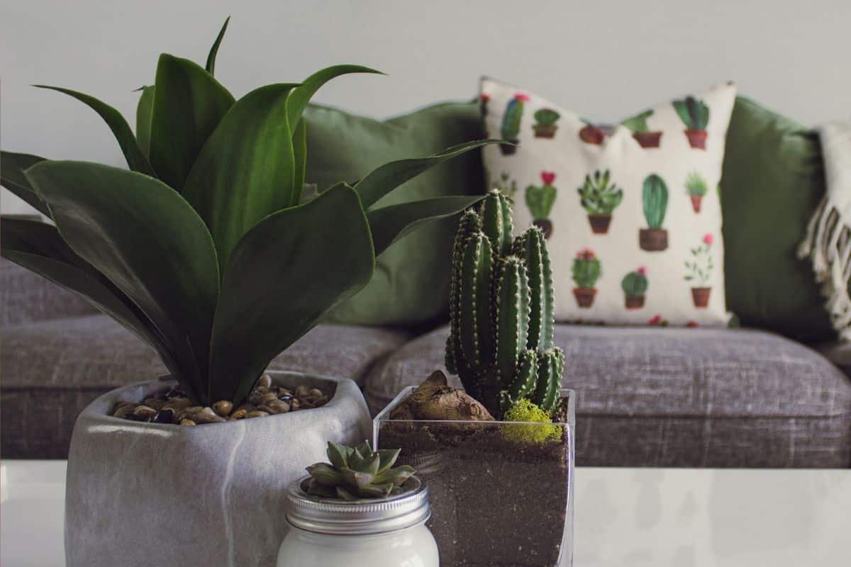 plantas pequenas para decoração