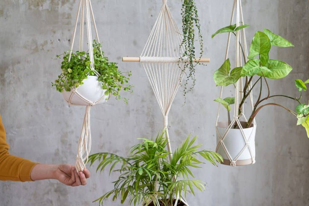 plantas suspensas para casa