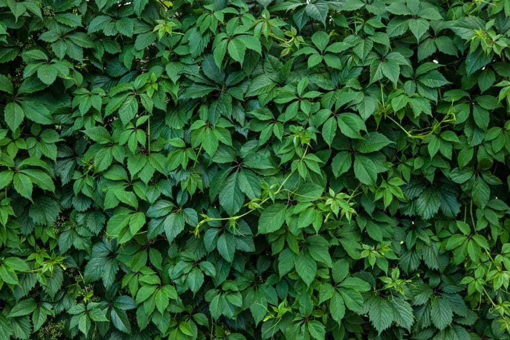 plantas trepadeiras para muro