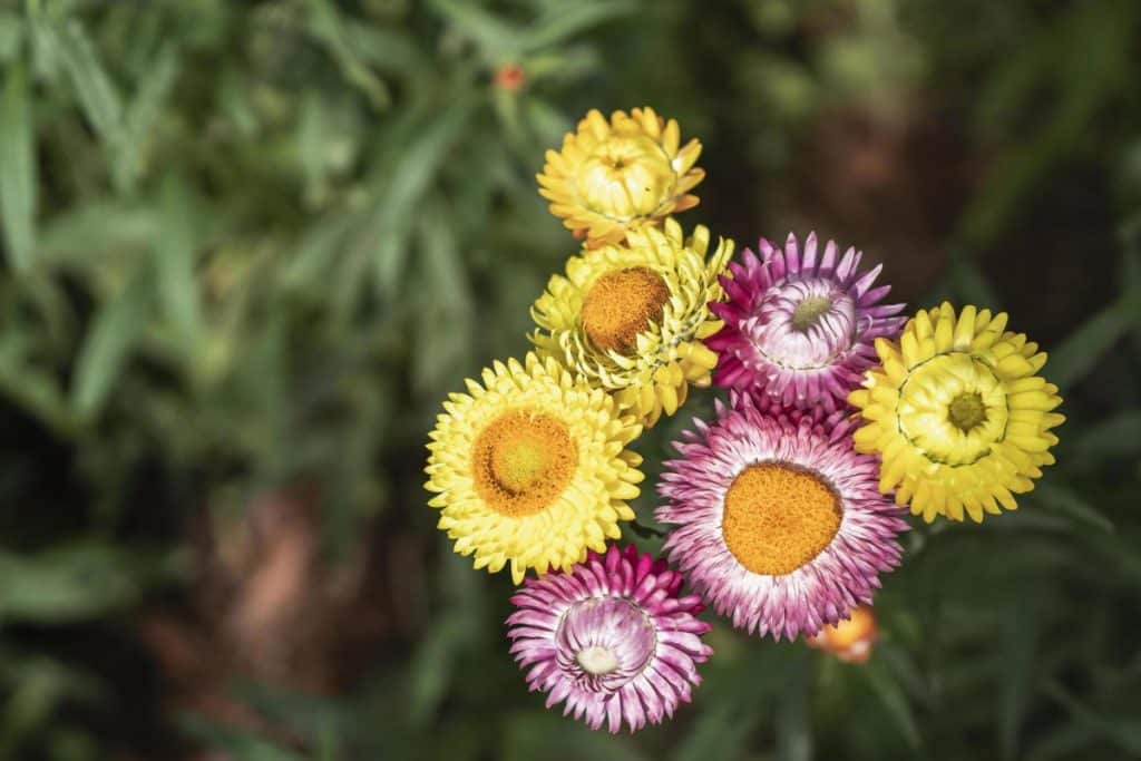 Como cultivar sempre-vivas