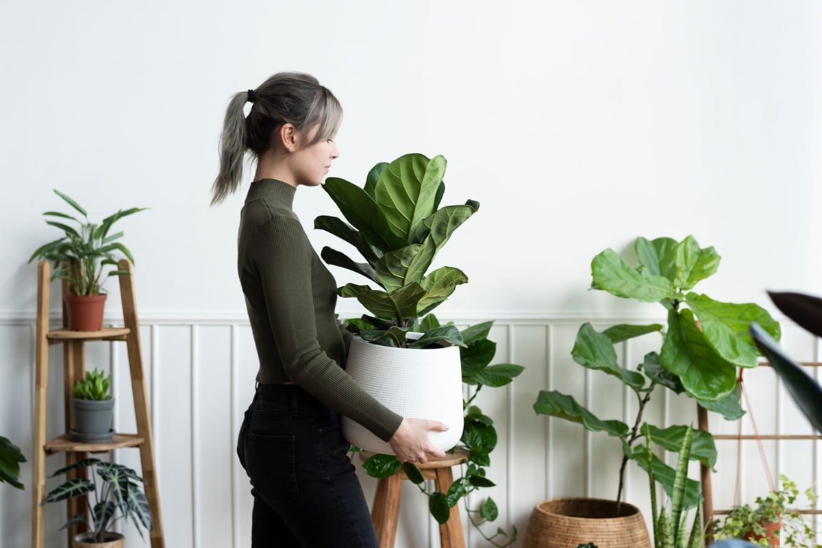 cuidados com as plantas em apartamento