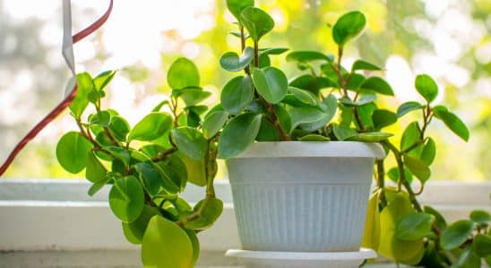 Como cultivar peperômia dentro de casa