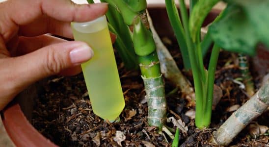 adubo liquido para horta