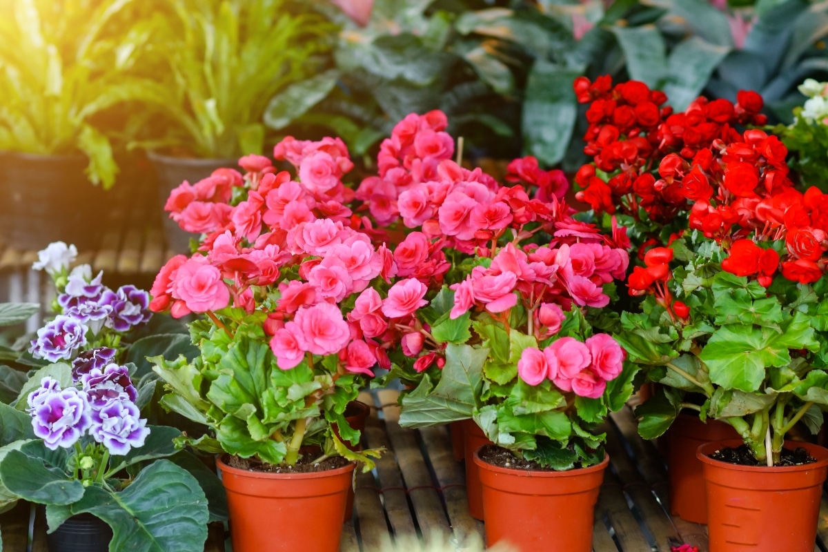 flores lindas para decorar a casa