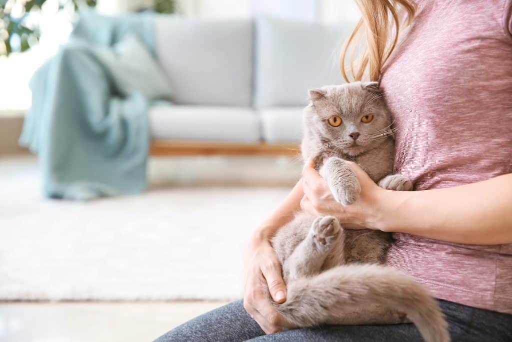 gato em casa