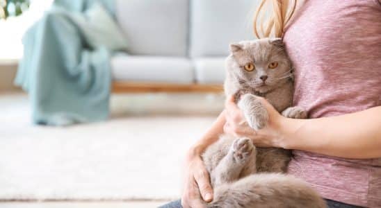 gato em casa