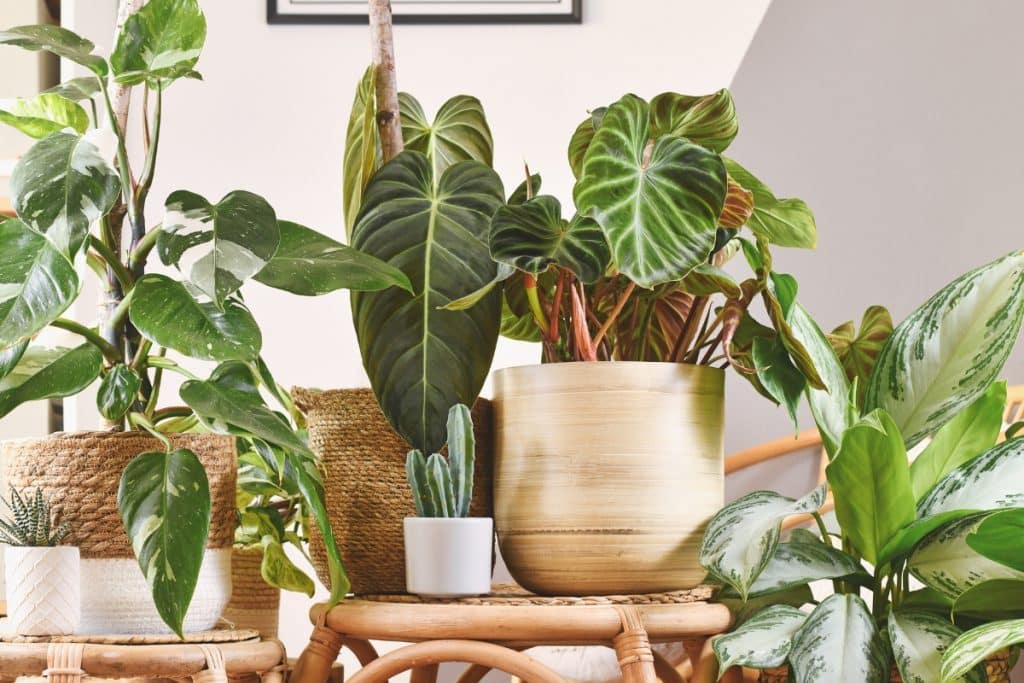 Decoração Urban Jungle