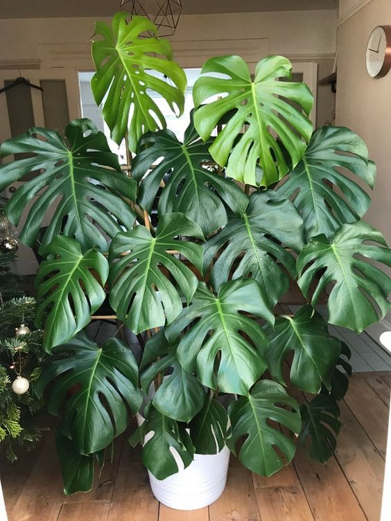 planta costela de adao