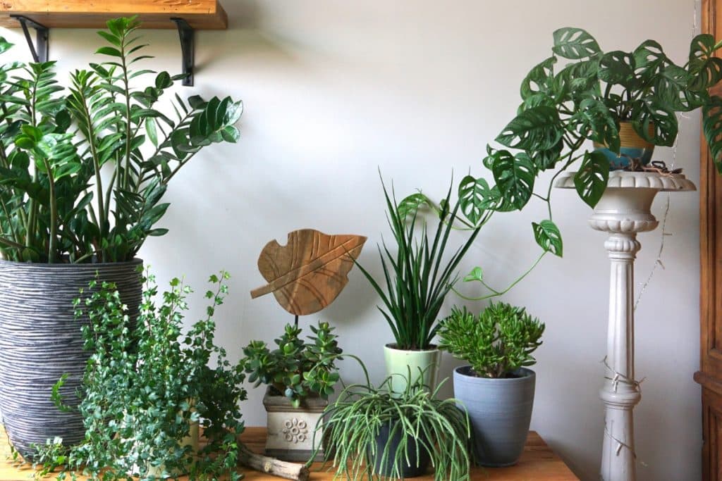 decoracao com plantas