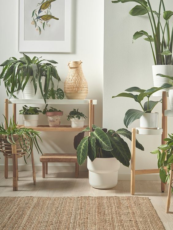 decoracao de casa com plantas