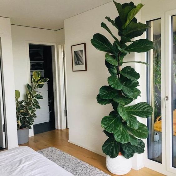 ficus lyrata planta