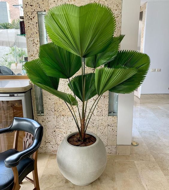 planta palmeira leque
