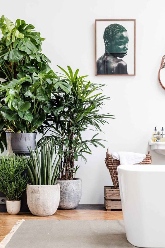 urban jungle em casa