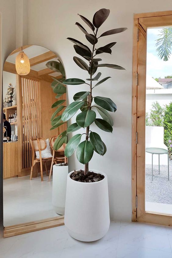 decoracao com plantas