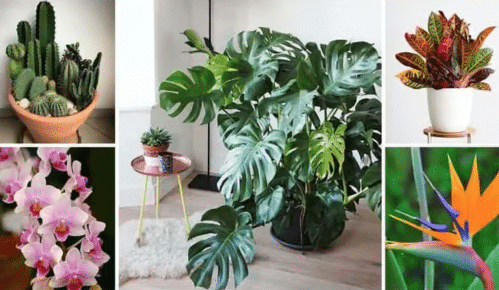 Plantas decorativas: Descubra as melhores opções para decorar