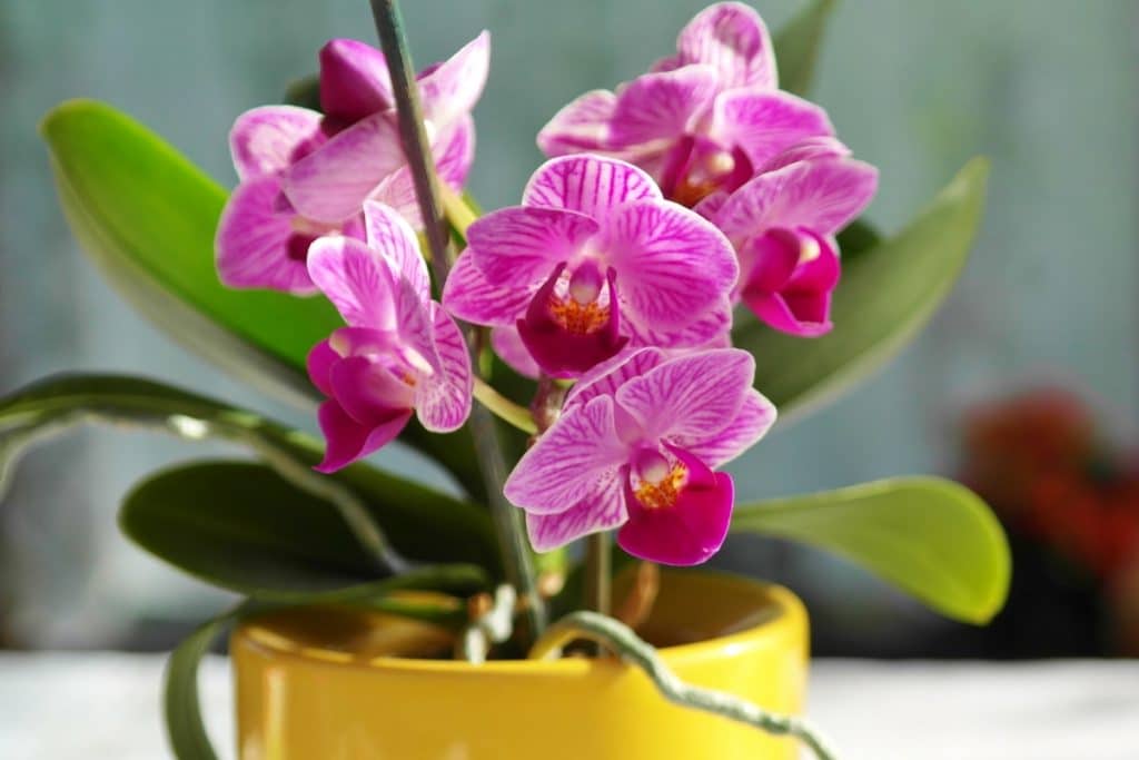 10 plantas incríveis