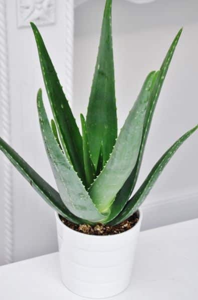 aloe vera babosa