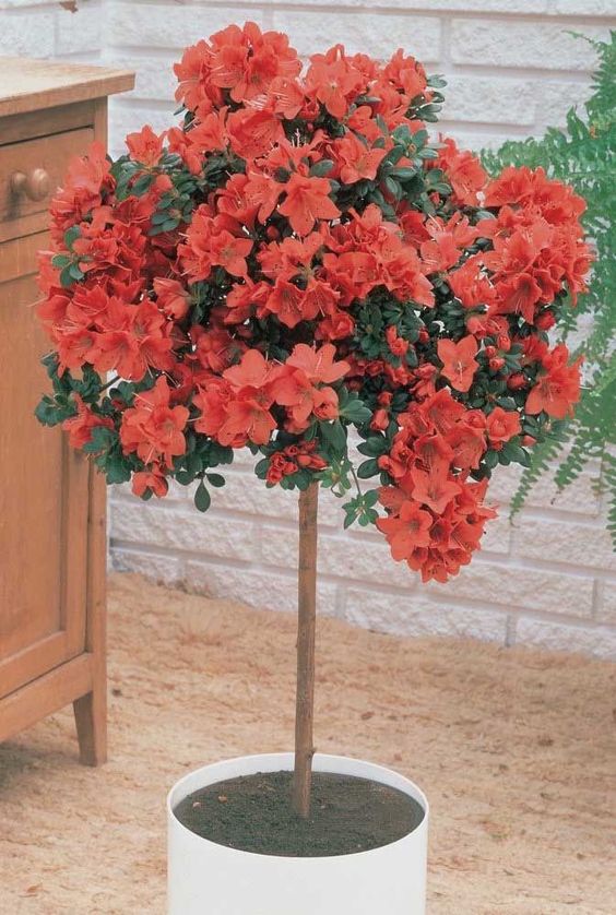 10 plantas incríveis