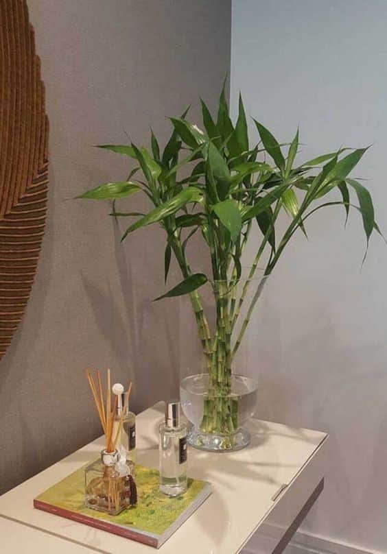 bambu da sorte