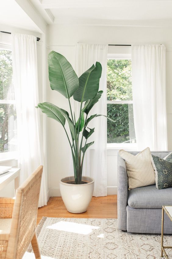 decoracao com planta na sala