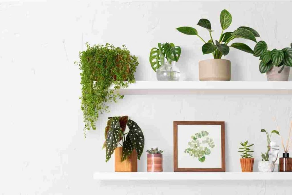 decoracao com plantas