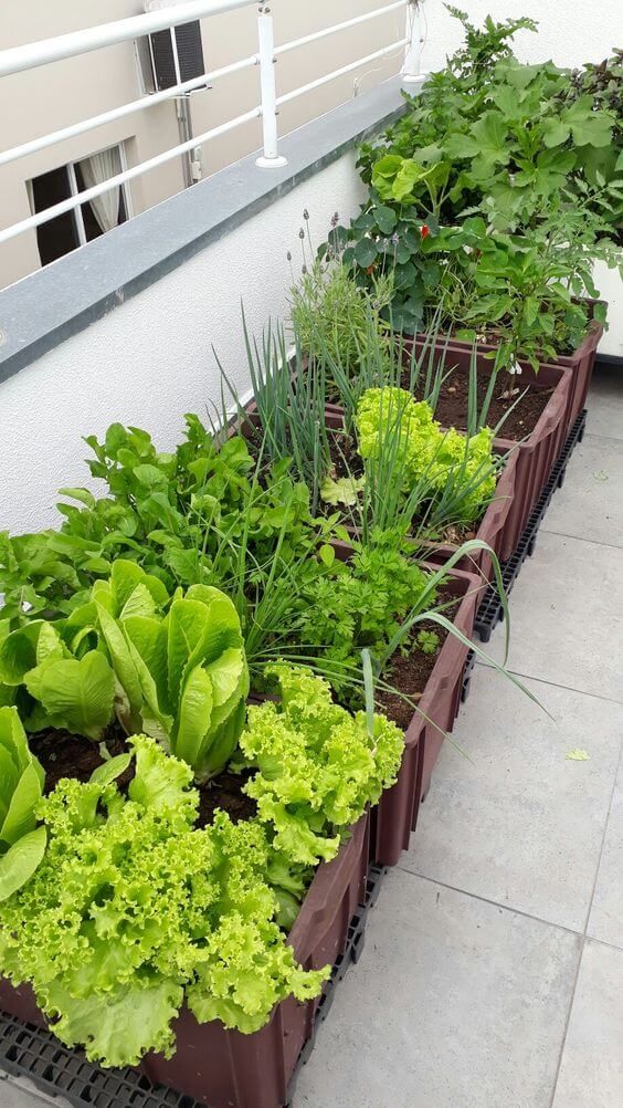 horta em casa