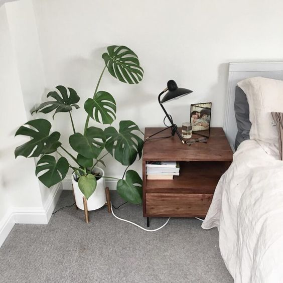 planta costela de adao no quarto