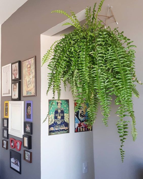 samambaia na decoracao