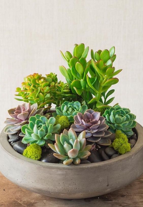 suculentas na decoracao da casa